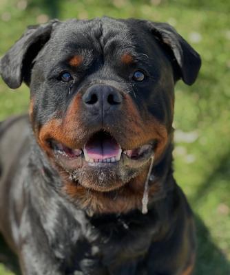 Enzo — thumbnail 4