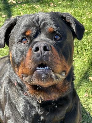 Enzo — thumbnail 5