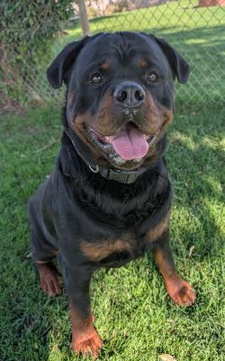 Enzo — thumbnail 6