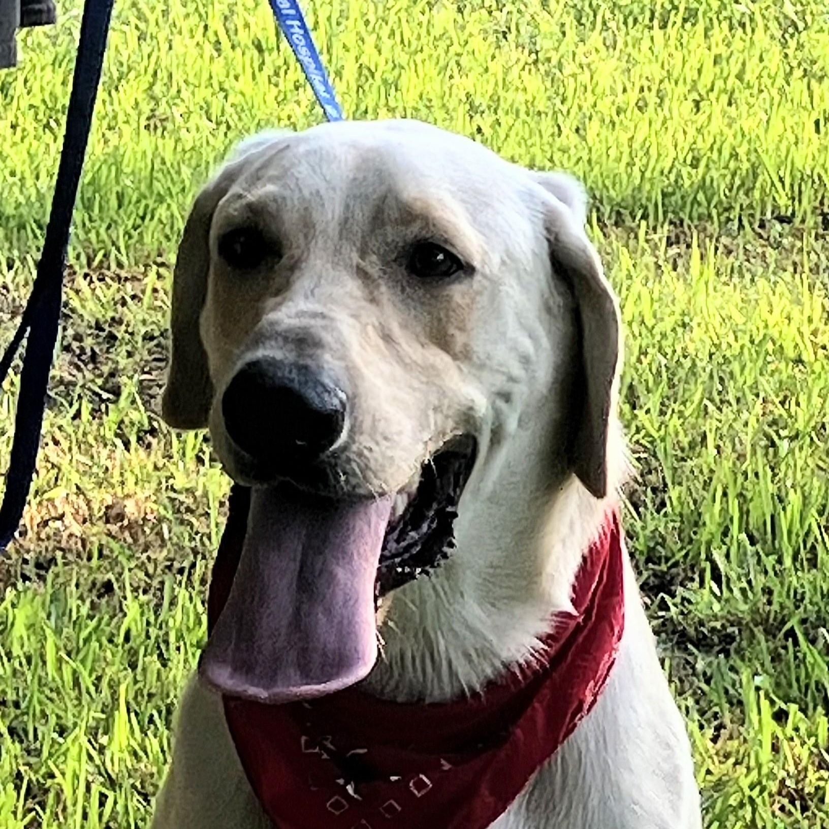Cole - Foster Needed!!! photo 5