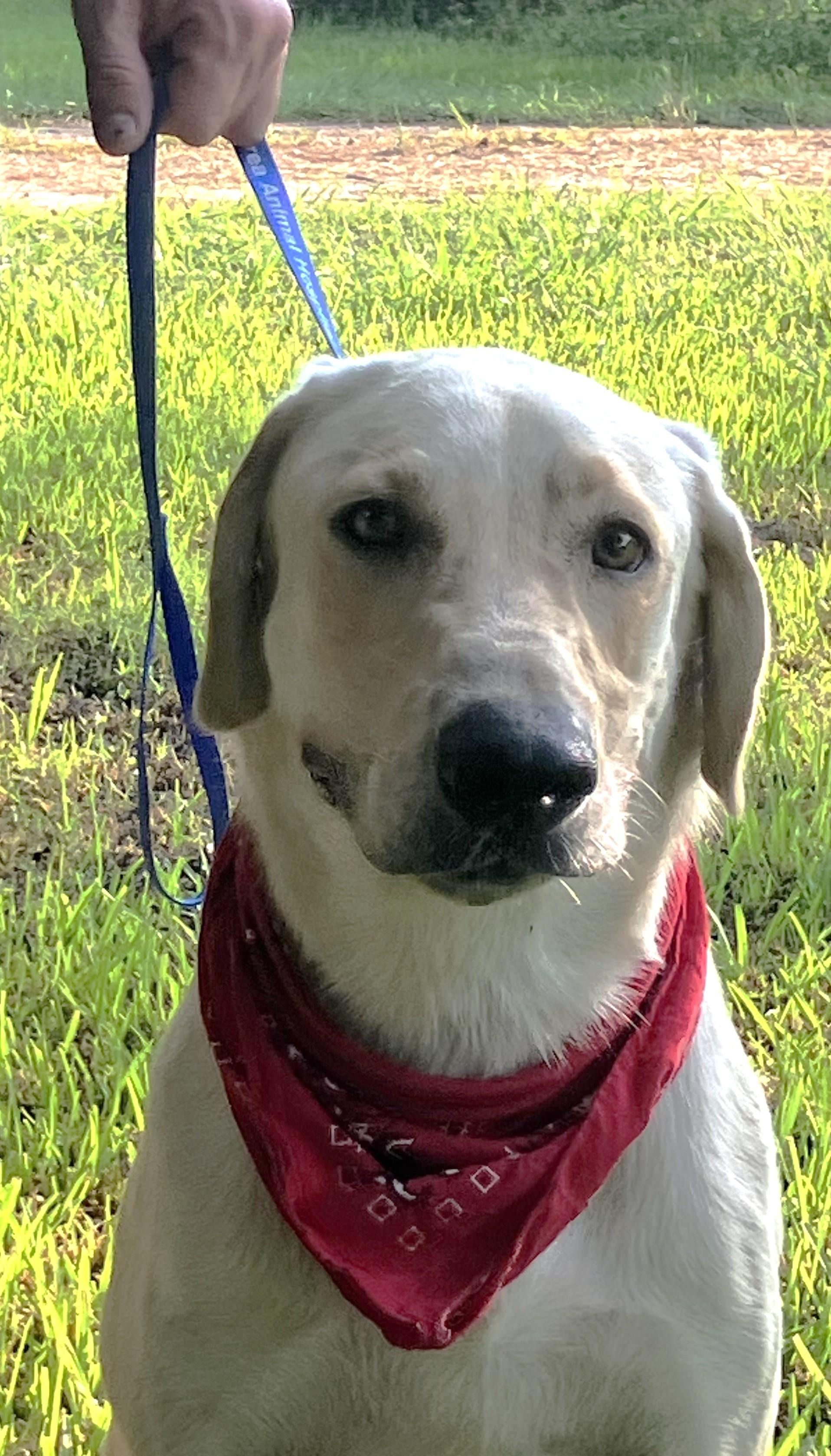 Cole - Foster Needed!!! photo 6