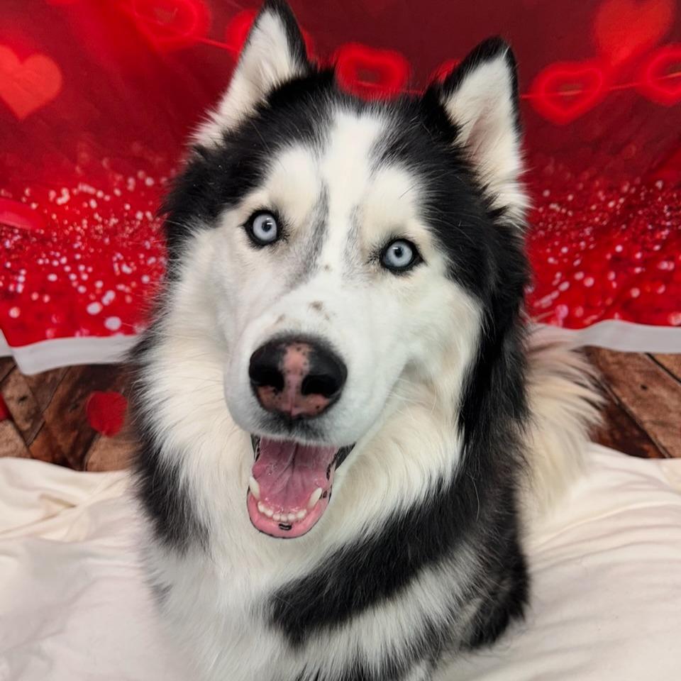 Morrison Tag #2129, ADOPTABLE, Young Male Husky.