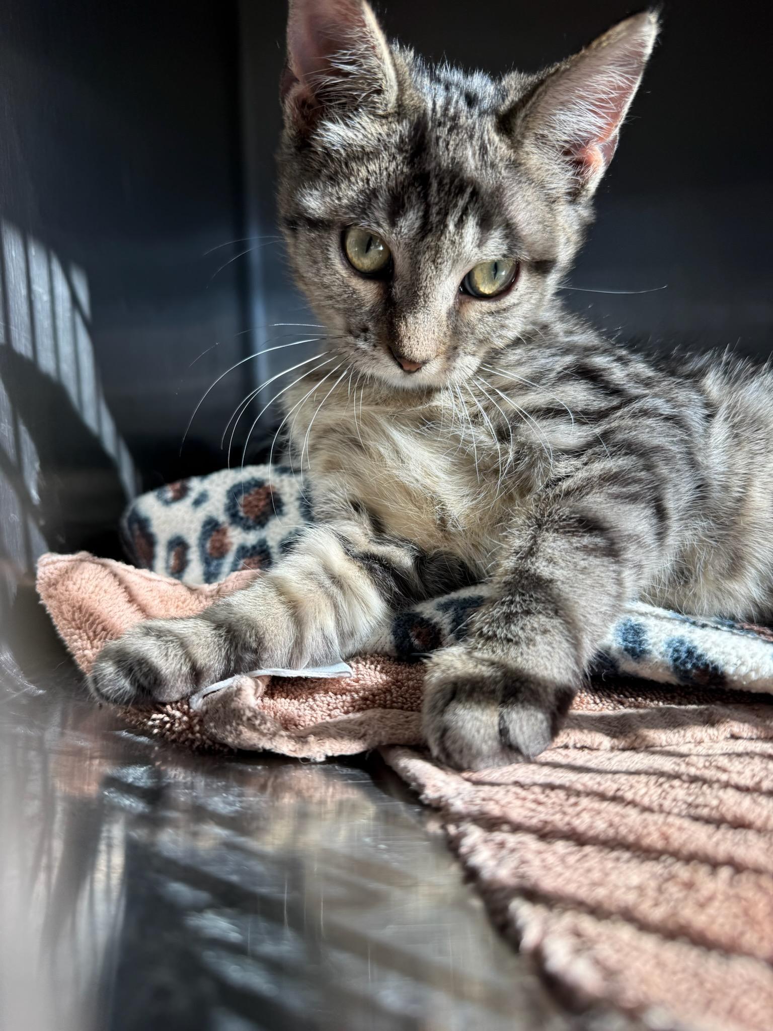 Janet, Adoptable, Young Female Domestic Short Hair.