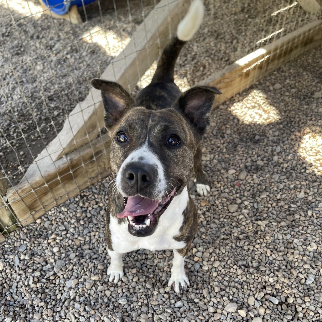 Moon Pie, Adoptable, Adult Female Mixed Breed.