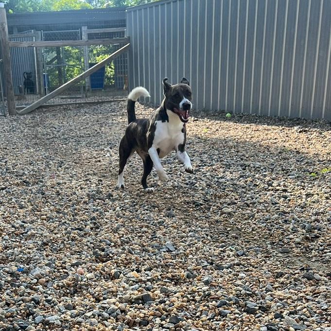 Moon Pie, Adoptable, Adult Female Mixed Breed.