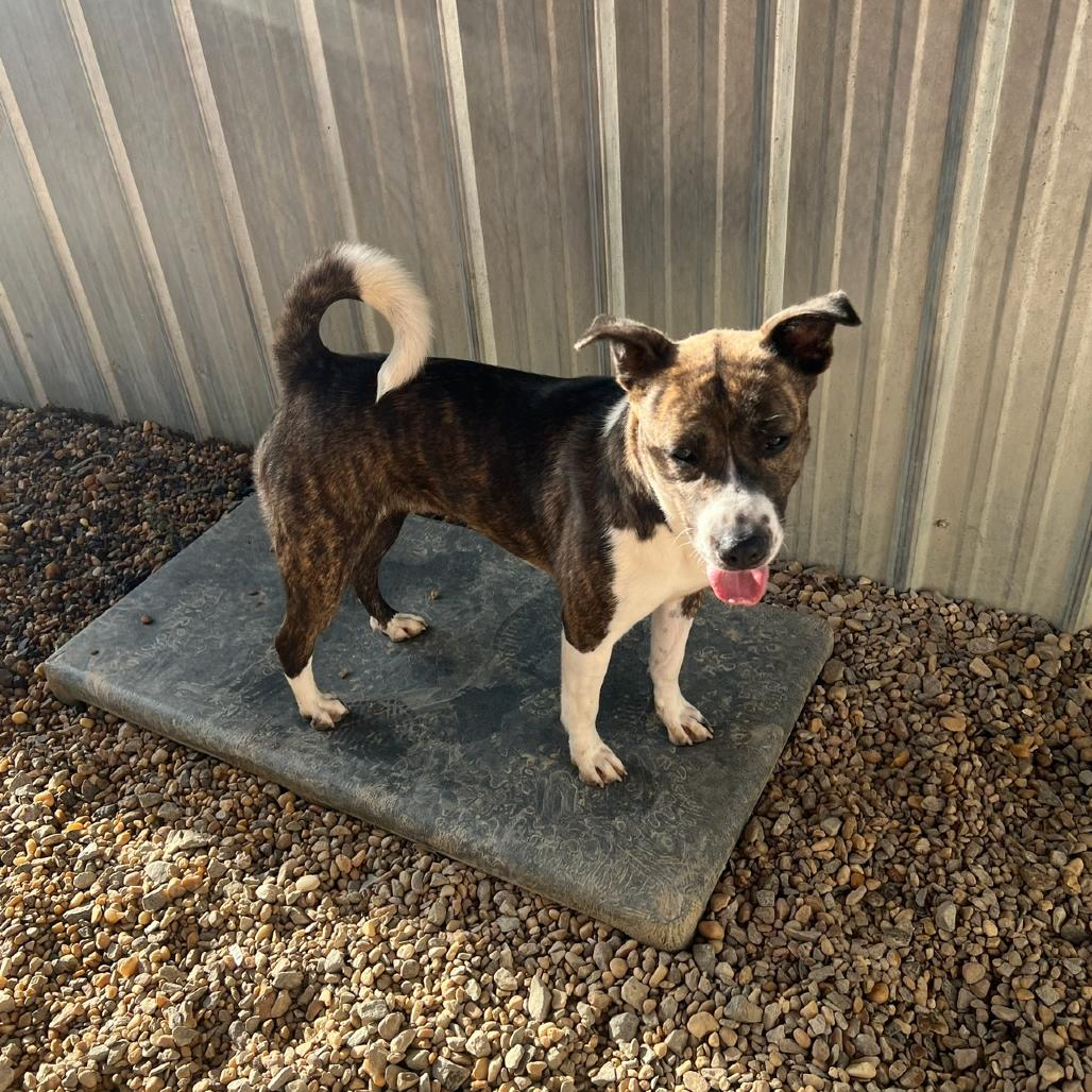 Enlarge Moon Pie, a Adoptable Mixed Breed in Blairsville, GA image 2/6