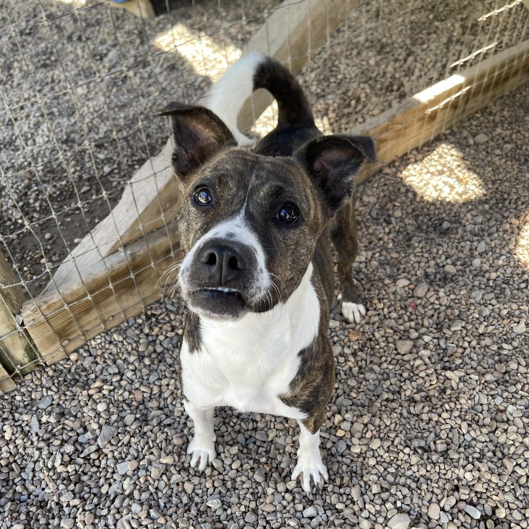 Enlarge Moon Pie, a Adoptable Mixed Breed in Blairsville, GA image 3/6