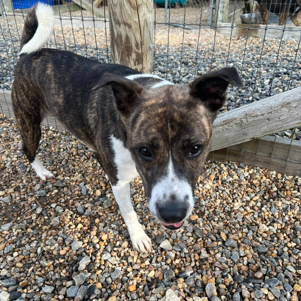 Moon Pie, Adoptable, Adult Female Mixed Breed.