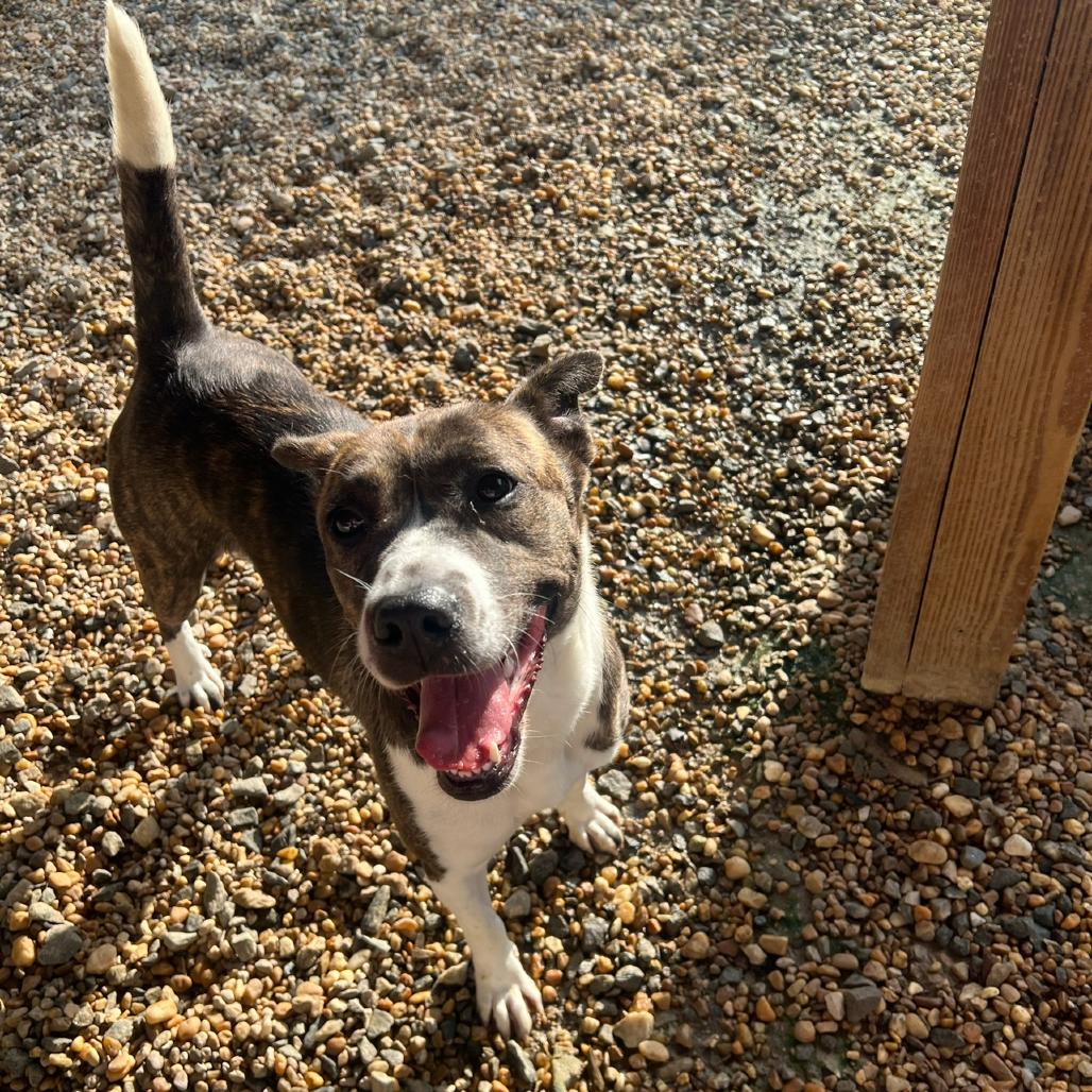 Moon Pie, a Adoptable Mixed Breed in Blairsville, GA image 3/6