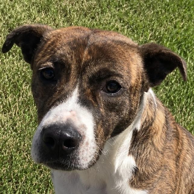 Moon Pie, a Adoptable Mixed Breed in Blairsville, GA image 4/6