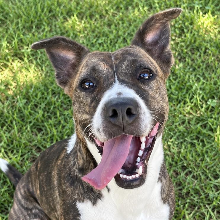 Enlarge Moon Pie, a Adoptable Mixed Breed in Blairsville, GA image 5/6