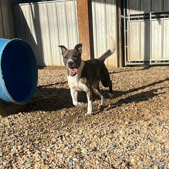 Moon Pie, a Adoptable Mixed Breed in Blairsville, GA image 5/6