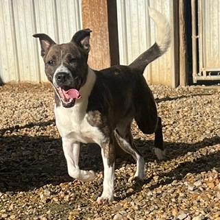 Moon Pie, a Adoptable Mixed Breed in Blairsville, GA image 4/6