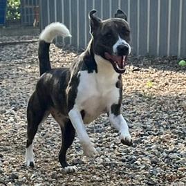 Moon Pie, a Adoptable Mixed Breed in Blairsville, GA image 5/6