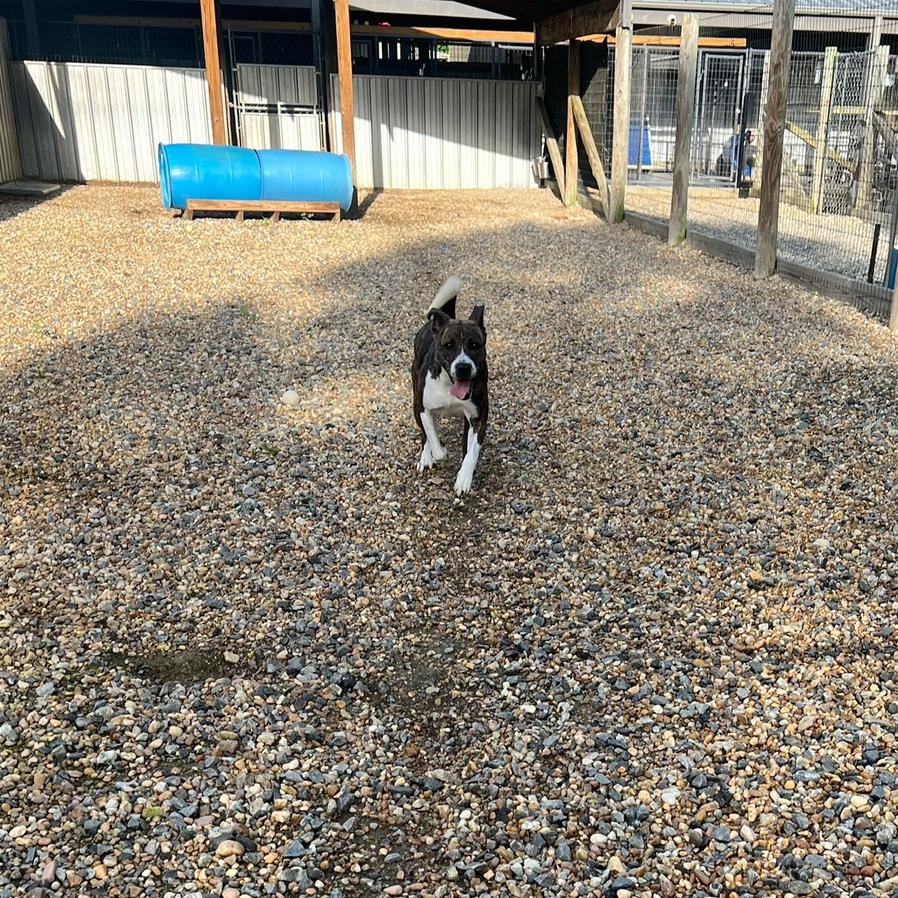 Enlarge Moon Pie, a Adoptable Mixed Breed in Blairsville, GA image 6/6