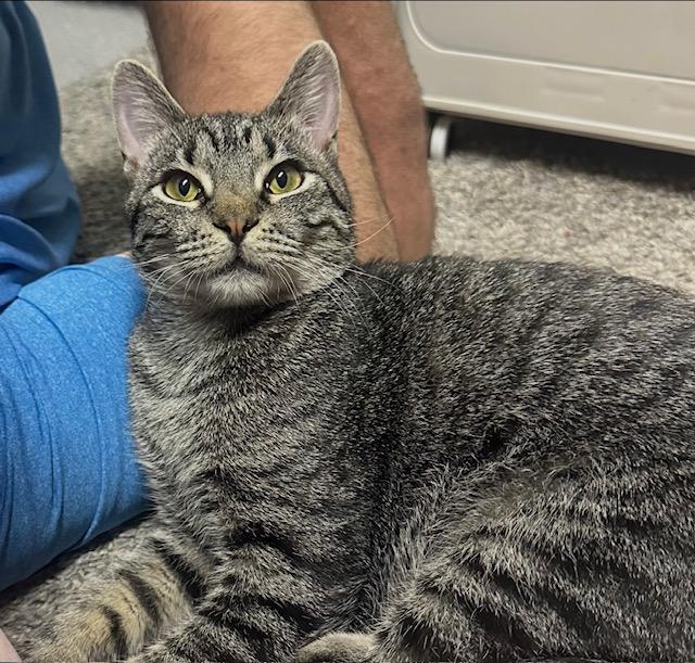 Toe Beans, an adoptable Domestic Short Hair in Las Vegas, NV image 1/3