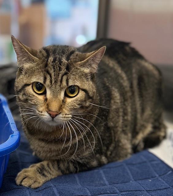 Enlarge Toe Beans, an adoptable Domestic Short Hair in Las Vegas, NV image 1/1