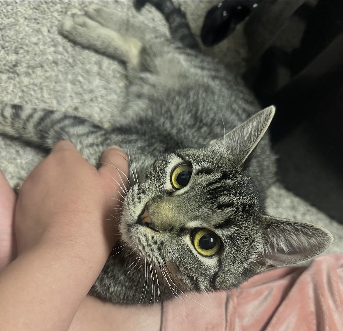 Toe Beans, an adoptable Domestic Short Hair in Las Vegas, NV image 2/3