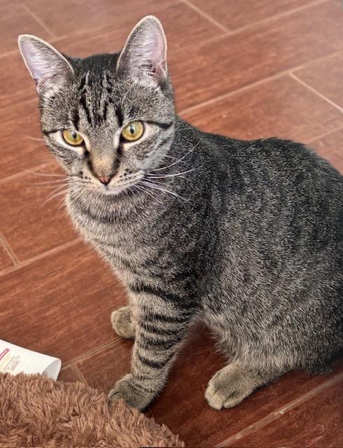Toe Beans, an adoptable Domestic Short Hair in Las Vegas, NV image 3/3