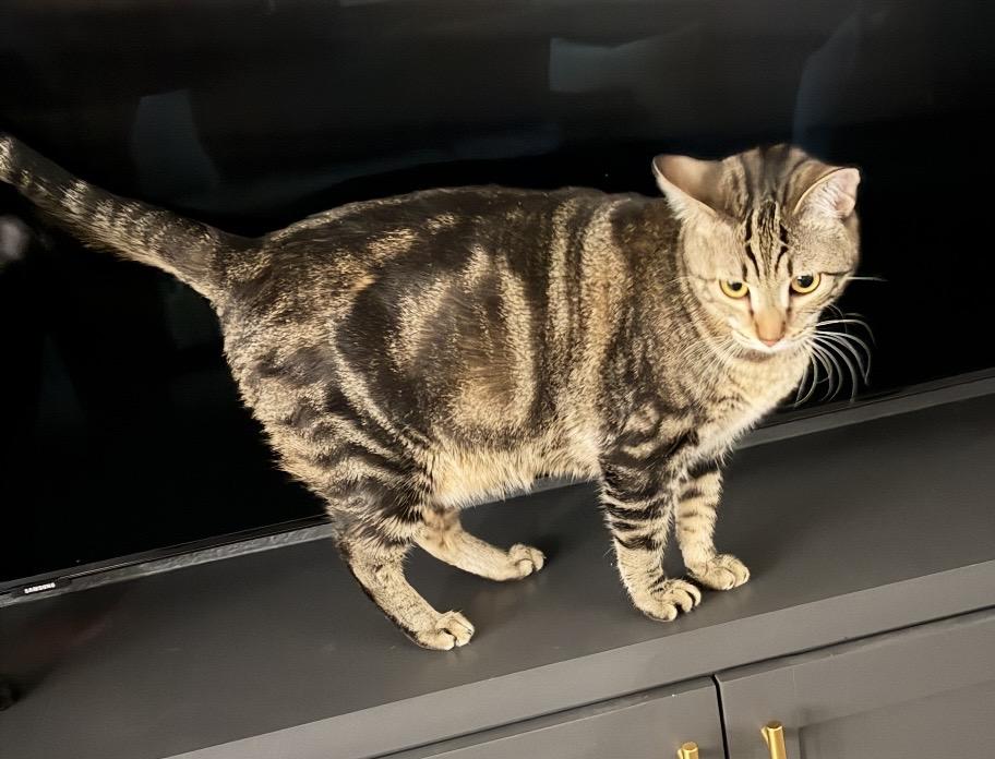 Enlarge Toe Beans, an adoptable Domestic Short Hair in Las Vegas, NV image 2/3