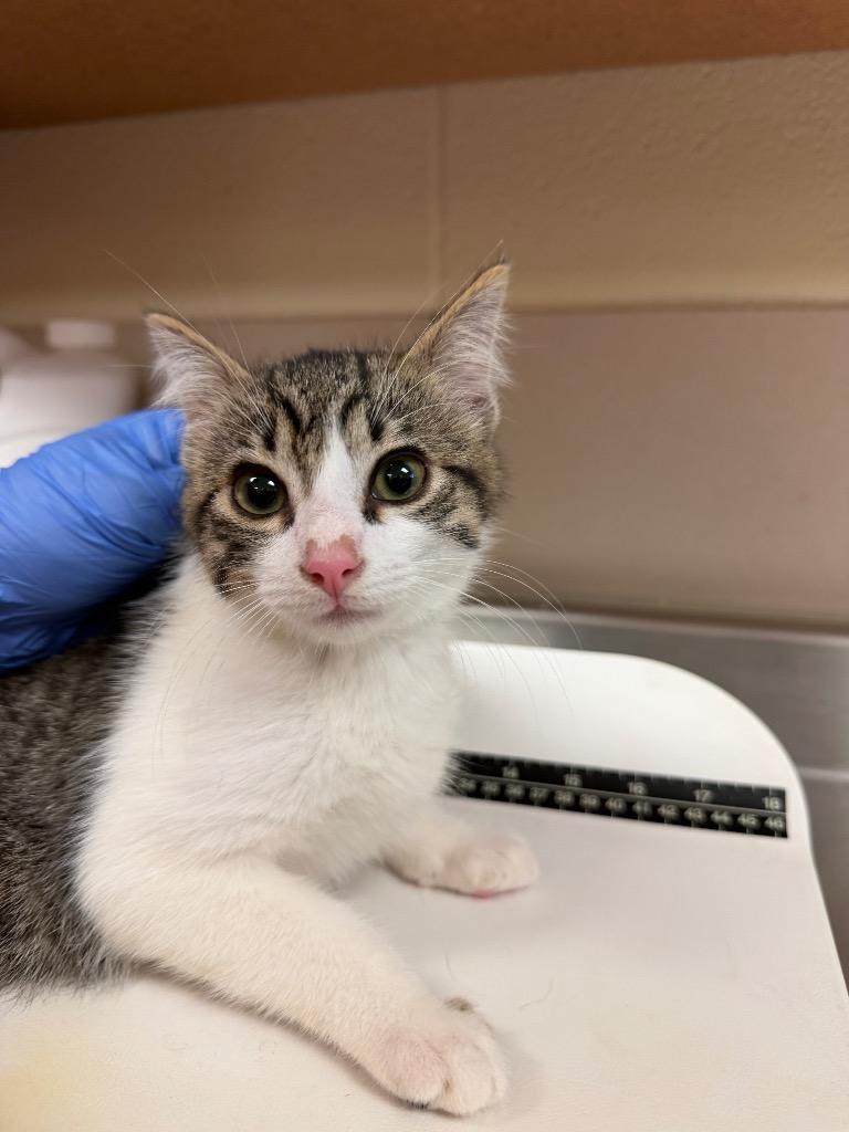 Jake, Adoptable, Kitten Male Domestic Short Hair.