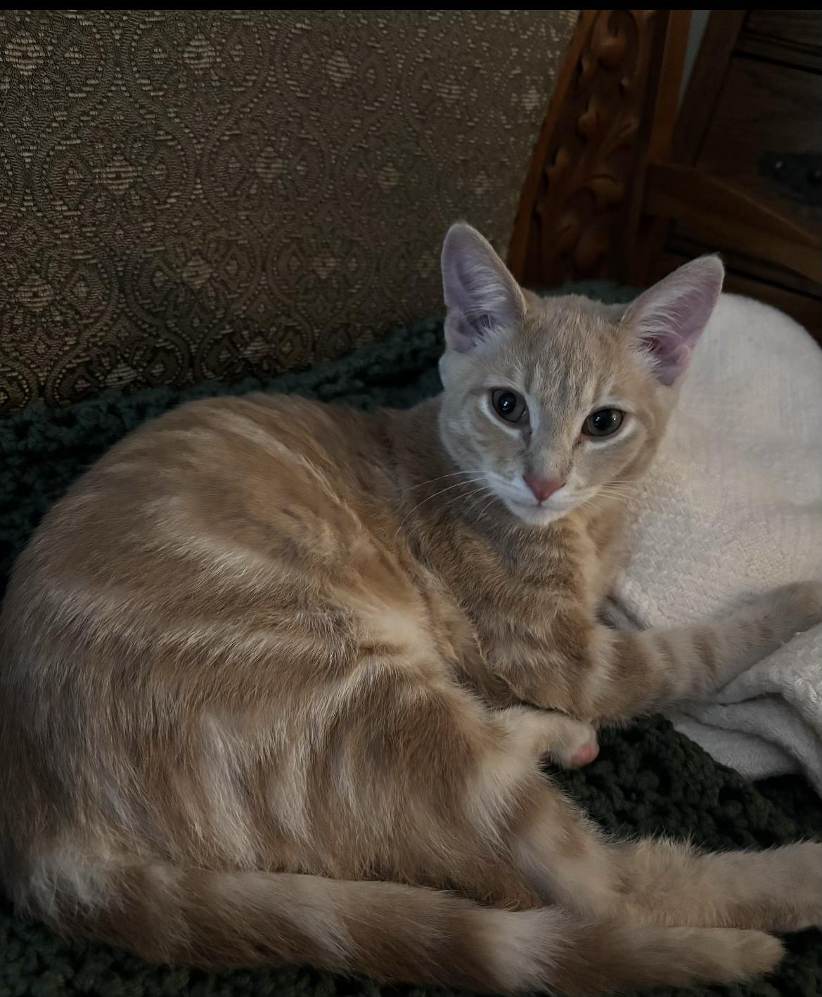 Enlarge Little Stevie, a Adoptable mixed breed in Howell, MI image 3/3