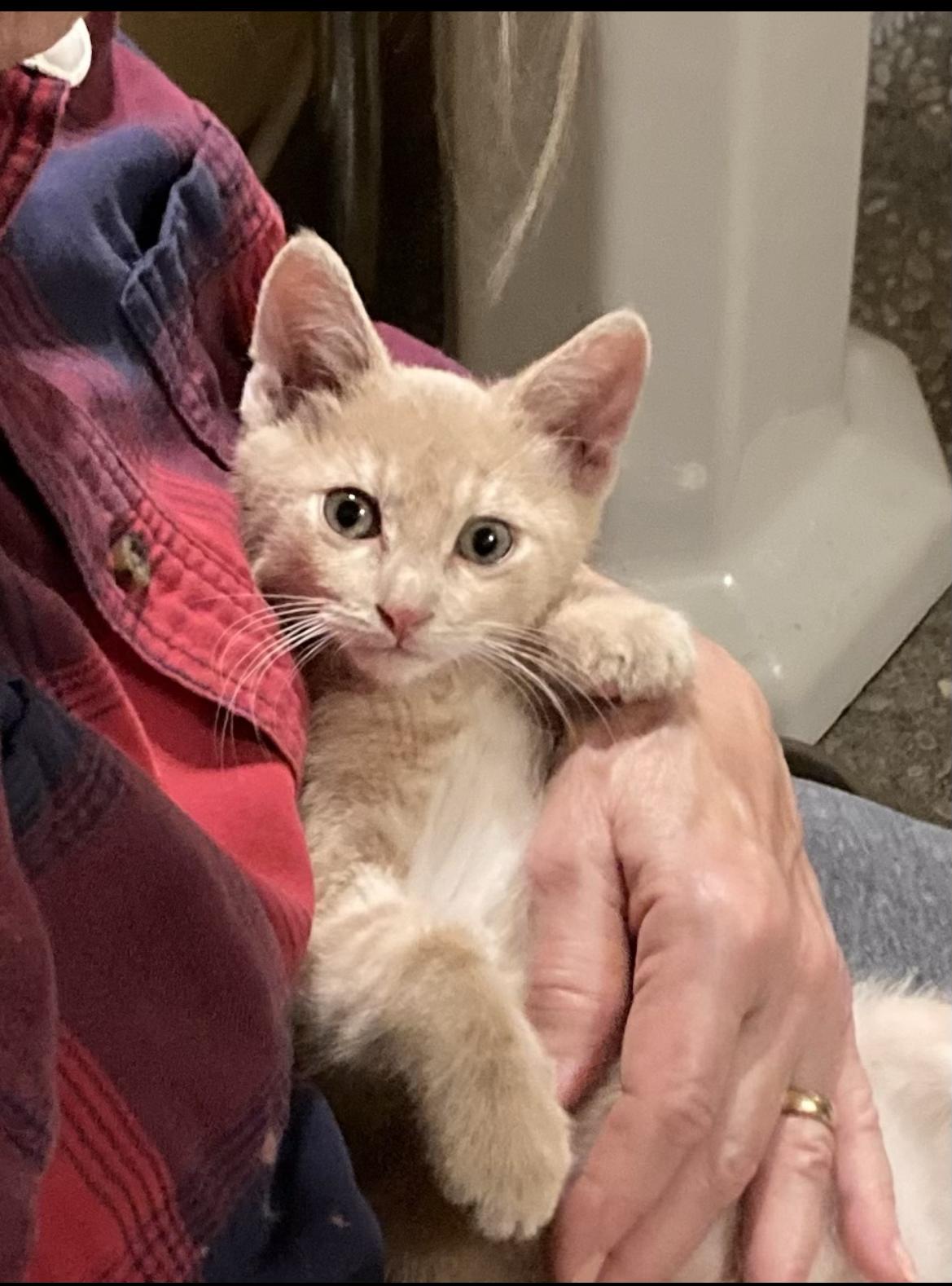 Enlarge Little Stevie, a ADOPTABLE mixed breed in Howell, MI image 1/1