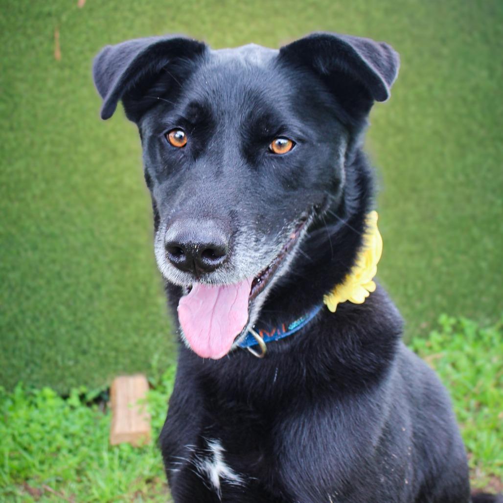 Enlarge Butters, a Adoptable Black Labrador Retriever in Lake Jackson, TX image 1/1