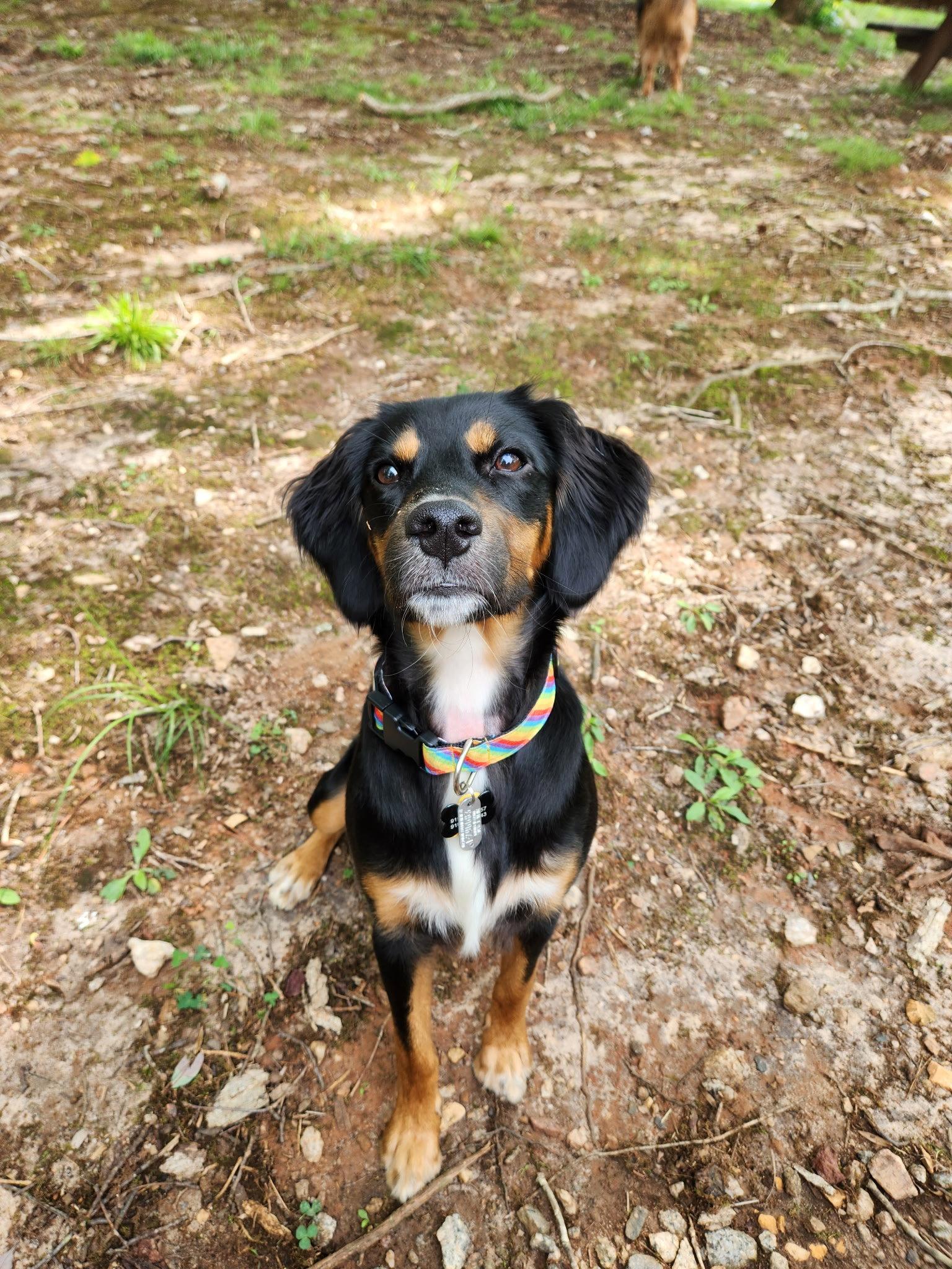Enlarge Maggie, a Adoptable mixed breed in Pittsboro, NC image 1/3