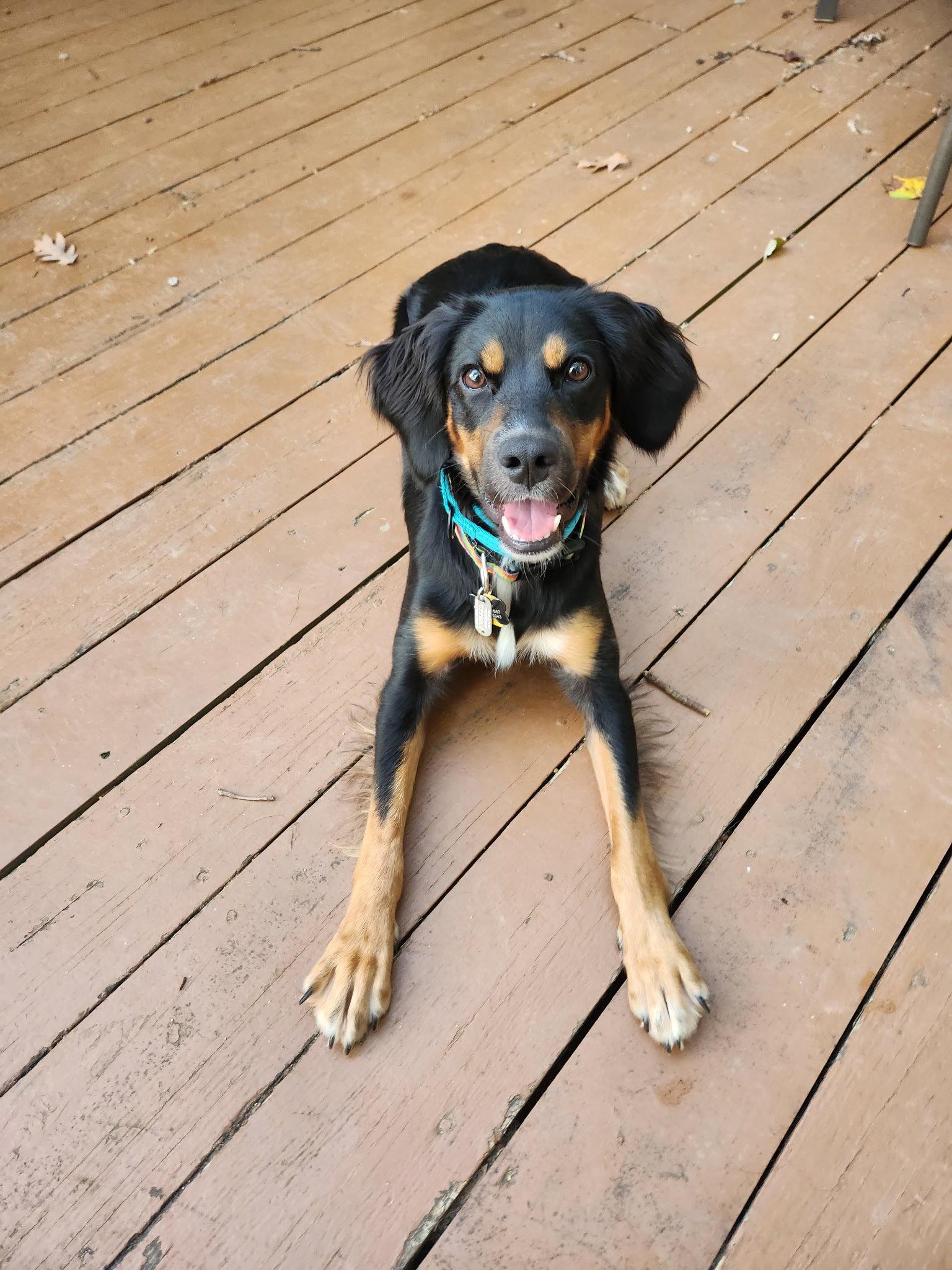 Enlarge Maggie, a Adoptable mixed breed in Pittsboro, NC image 2/3