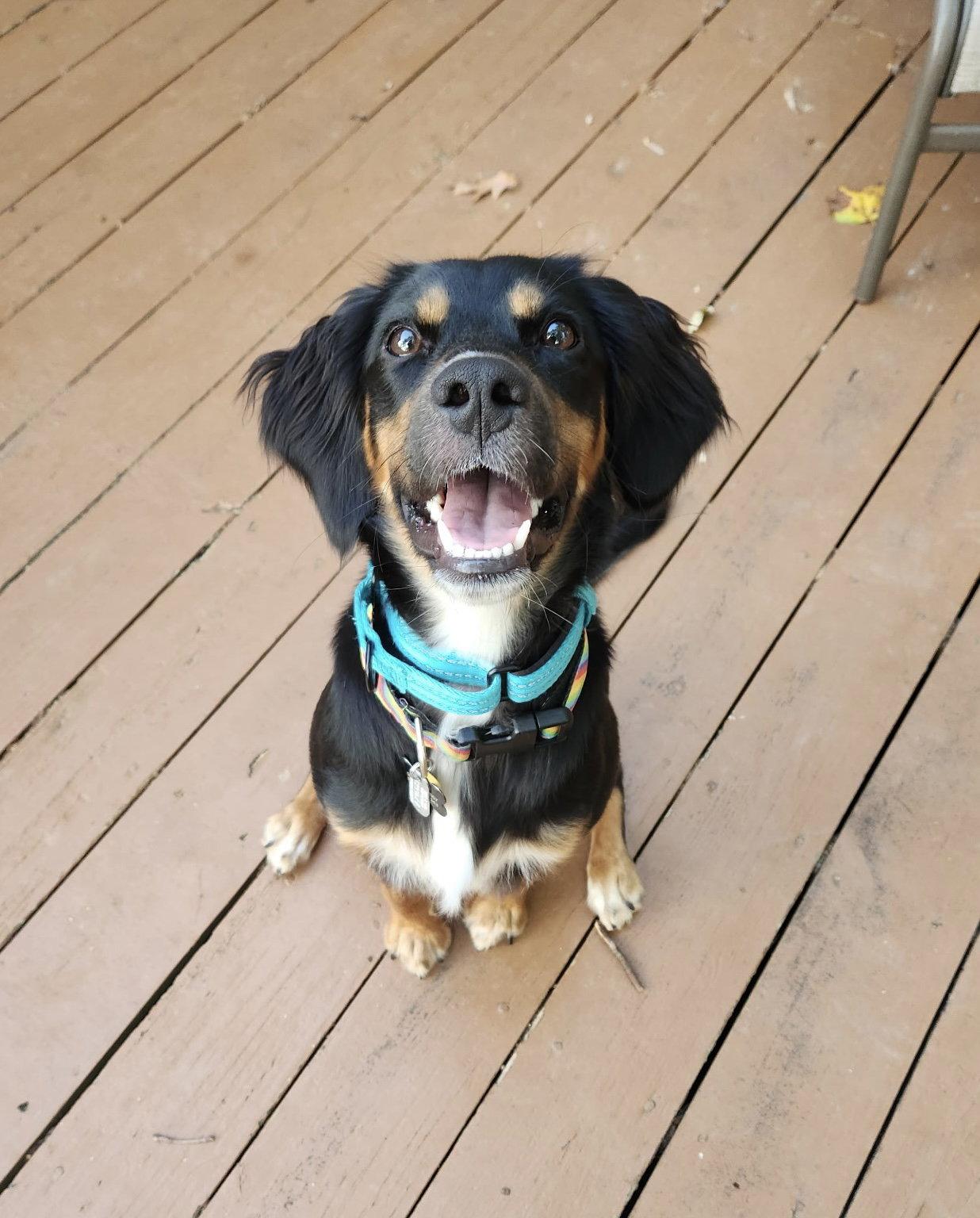 Enlarge Maggie, a Adoptable mixed breed in Pittsboro, NC image 3/3