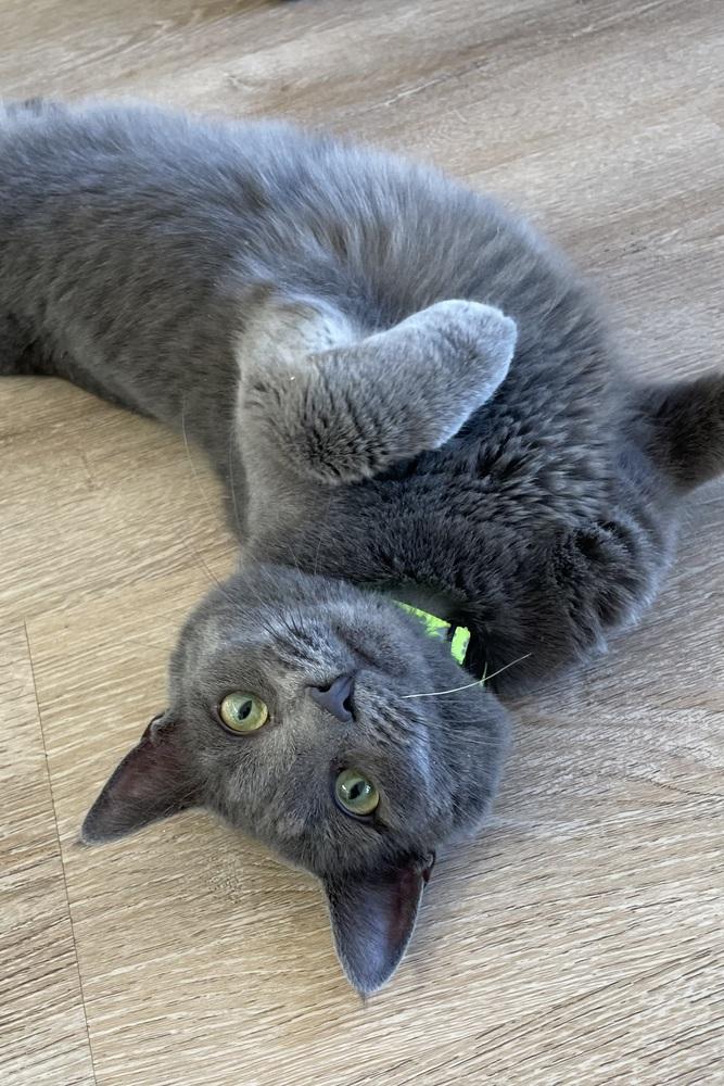 Enlarge Willow, a Adoptable Domestic Short Hair in New Woodstock, NY image 1/4