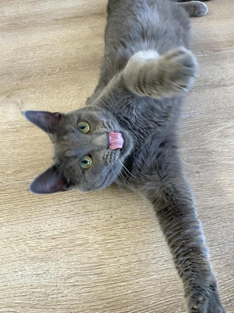 Enlarge Willow, a Adoptable Domestic Short Hair in New Woodstock, NY image 2/4