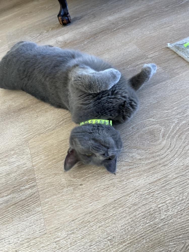 Enlarge Willow, a Adoptable Domestic Short Hair in New Woodstock, NY image 3/4