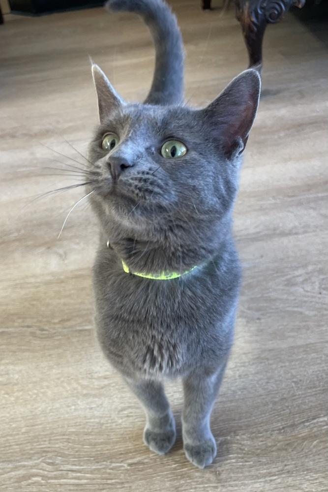 Enlarge Willow, a Adoptable Domestic Short Hair in New Woodstock, NY image 4/4