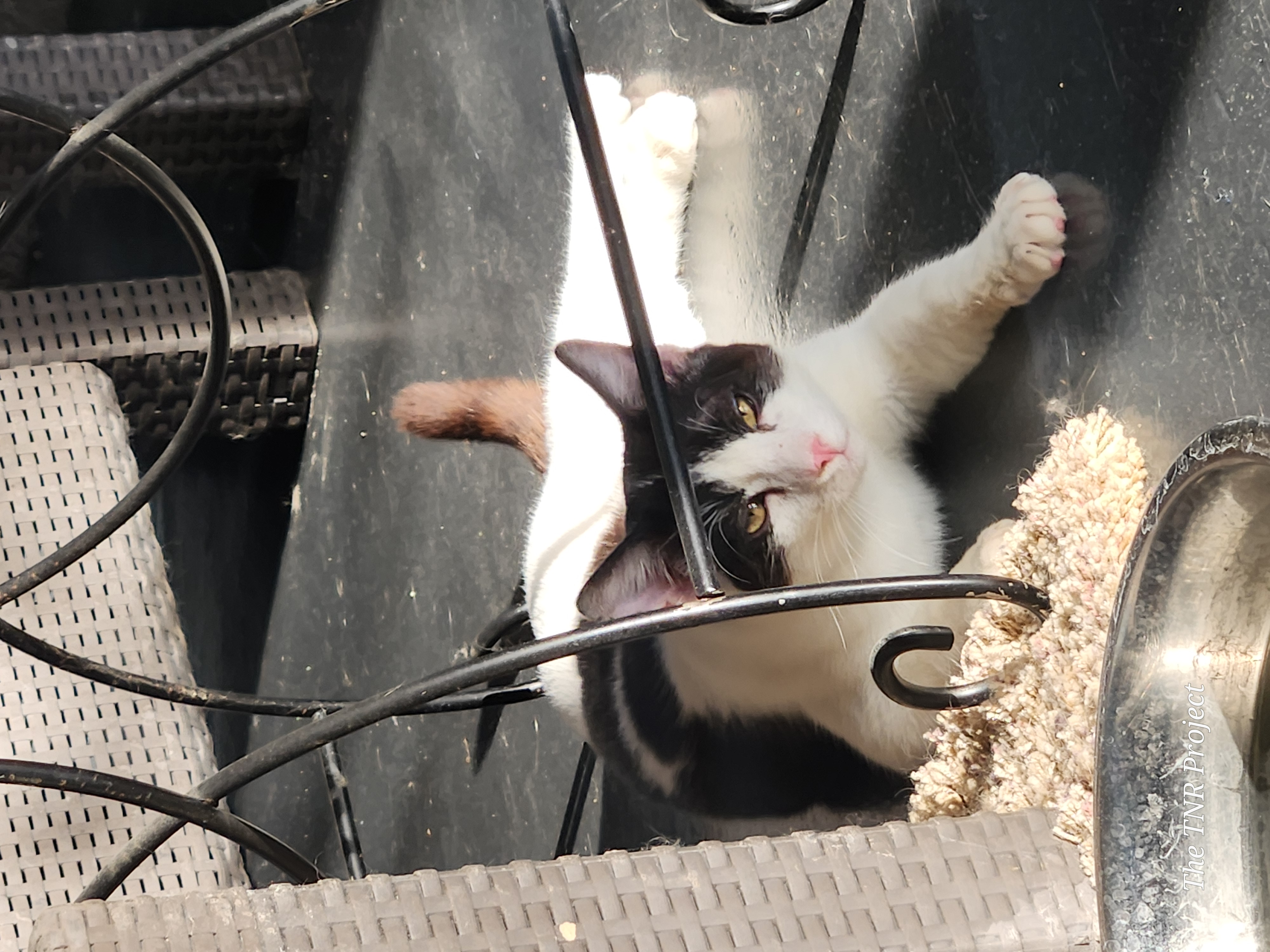 Miracle, a Adoptable Domestic Short Hair in Monrovia, CA image 6/6