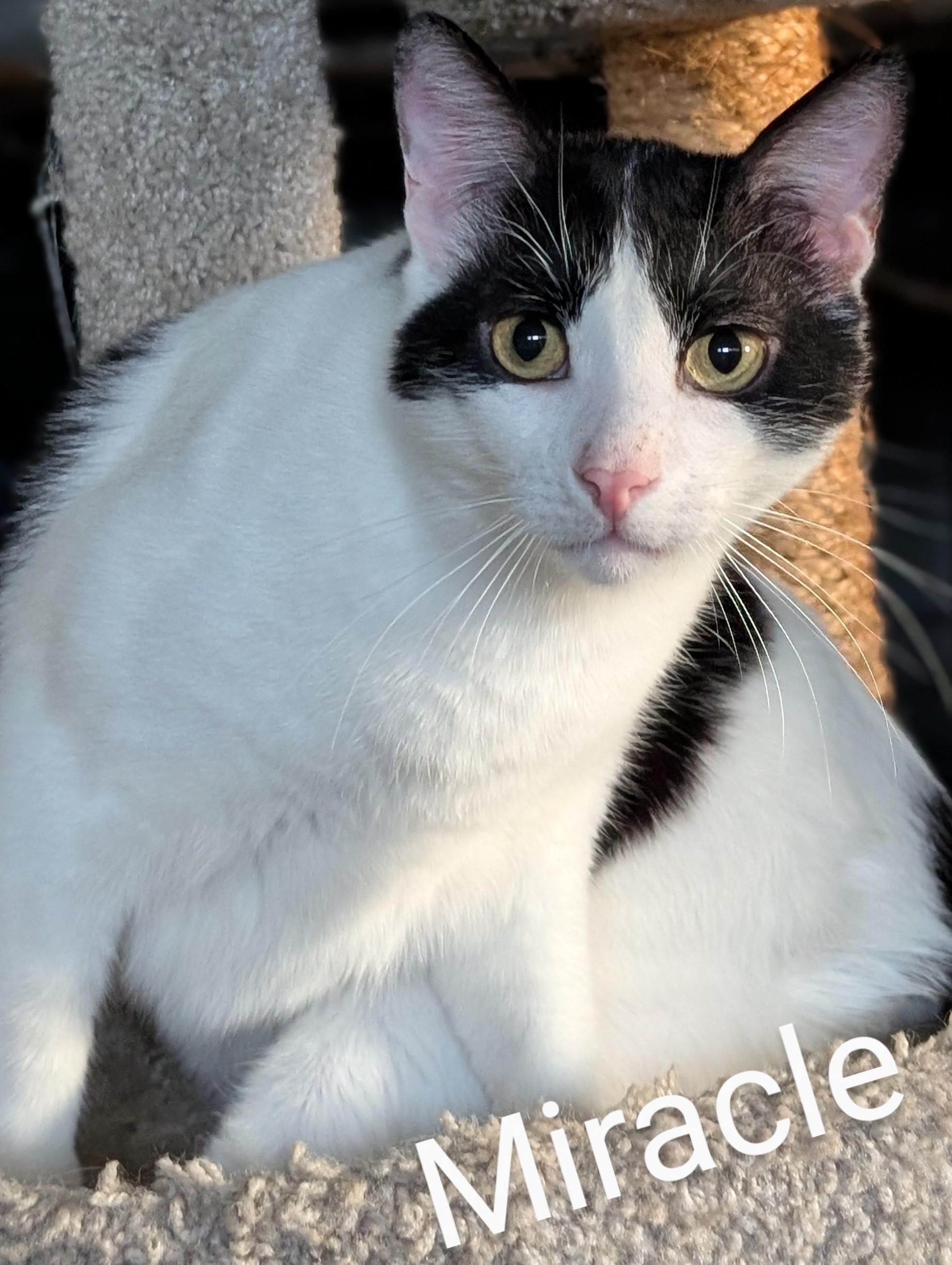 Miracle, a Adoptable Domestic Short Hair in Monrovia, CA image 2/6