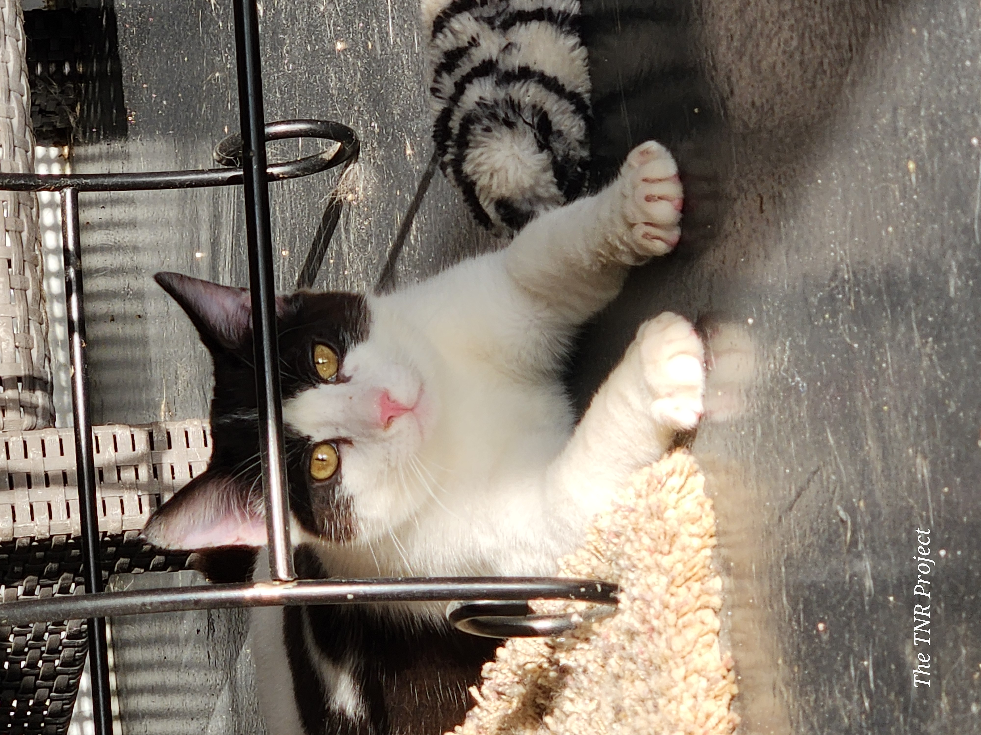 Miracle, a Adoptable Domestic Short Hair in Monrovia, CA image 3/6