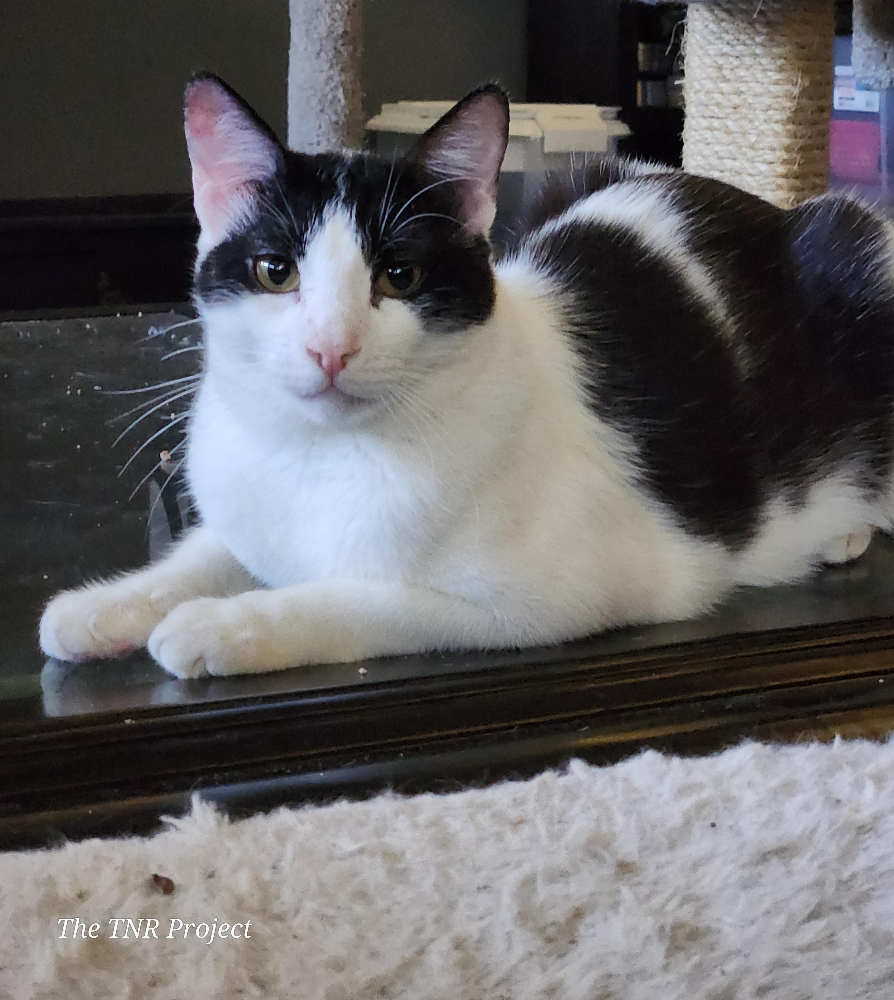 Miracle, a Adoptable Domestic Short Hair in Monrovia, CA image 4/6
