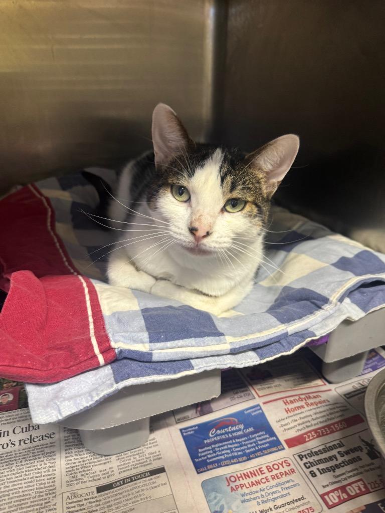 Enlarge Moocow, a Adopted Domestic Short Hair in Sorrento, LA image 1/1
