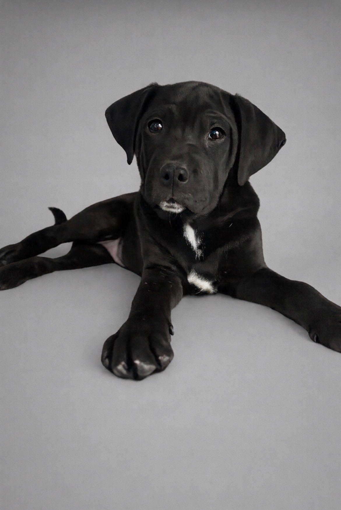 Enlarge Remi, an adopted mixed breed in Riverdale, NJ image 1/3