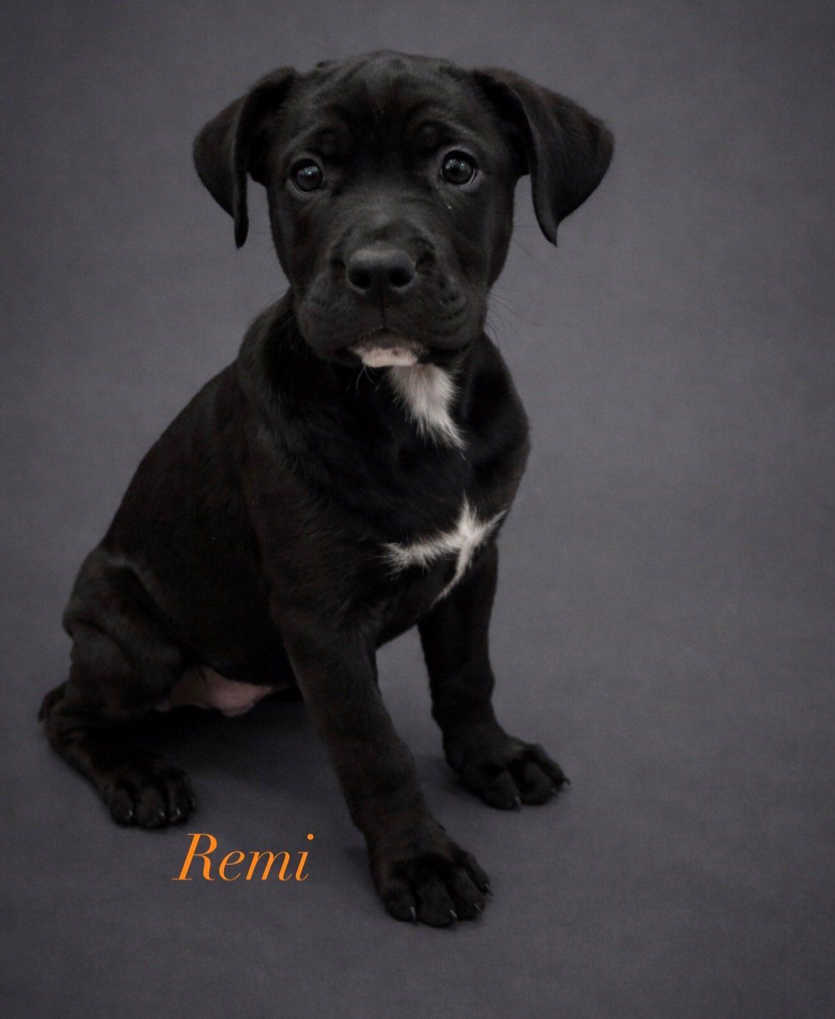 Enlarge Remi, an adopted mixed breed in Riverdale, NJ image 2/3