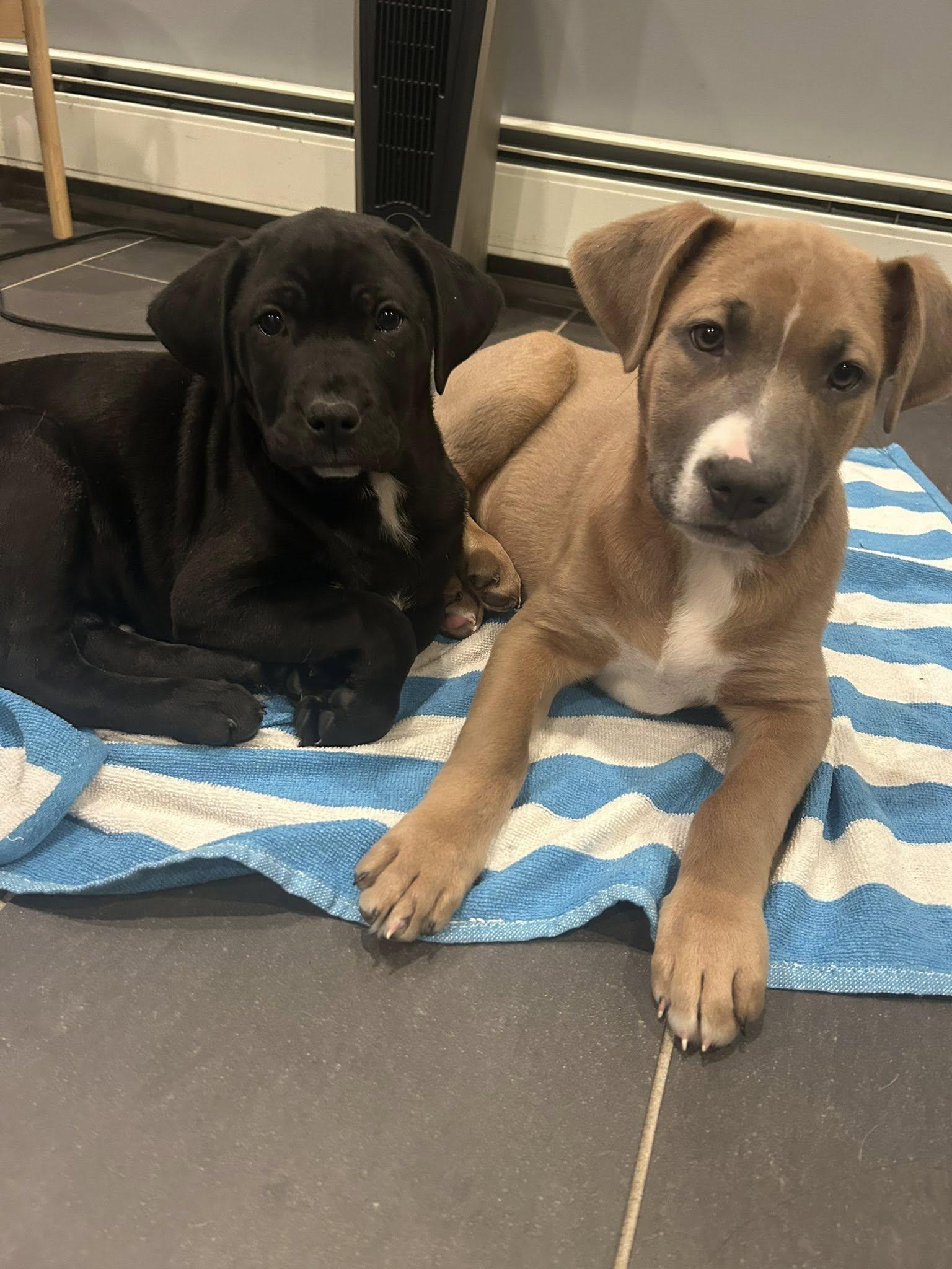 Enlarge Remi, an adopted mixed breed in Riverdale, NJ image 3/3