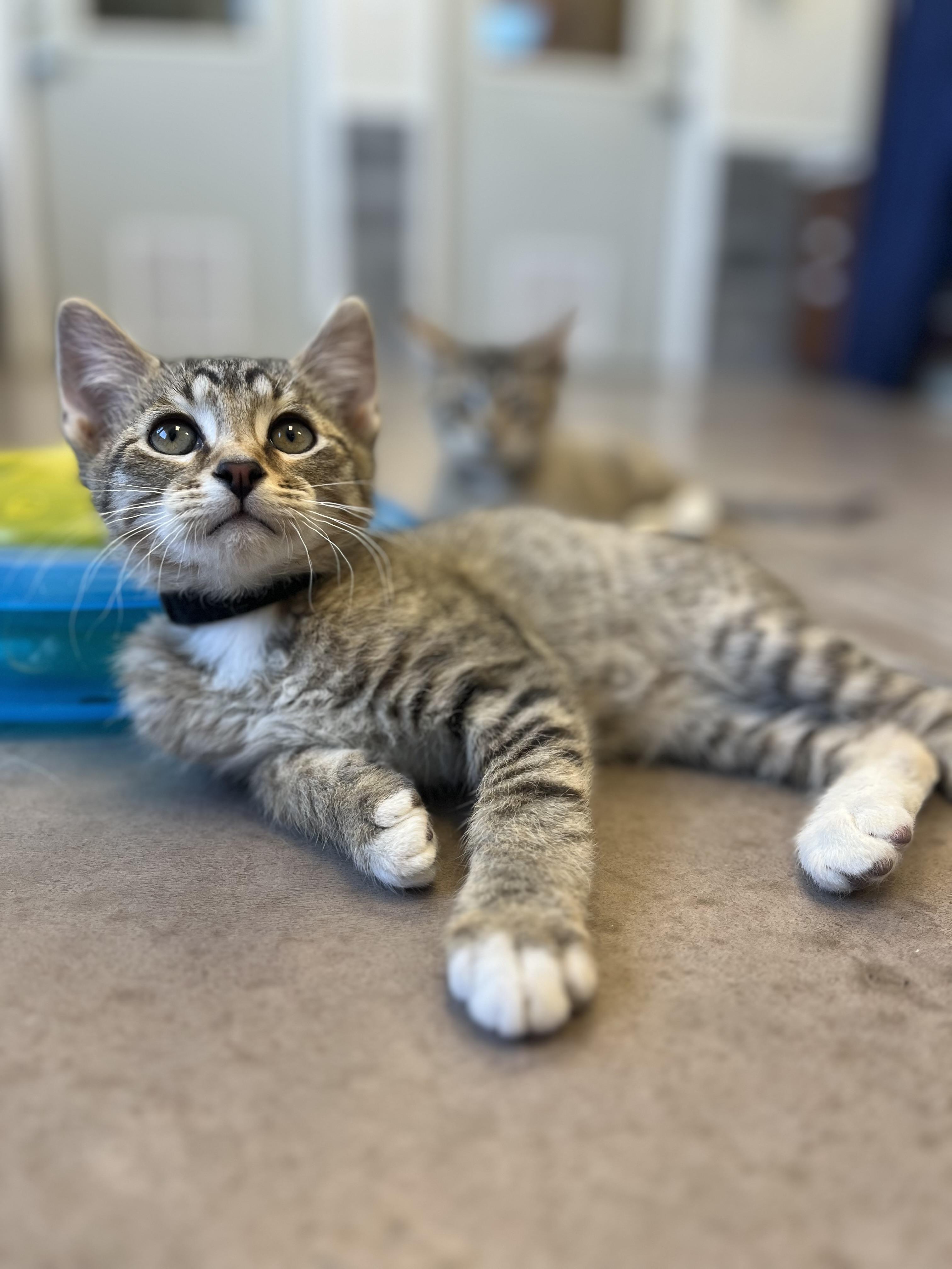 Enlarge Cannoli, an adopted mixed breed in Buena Vista, CO image 2/5