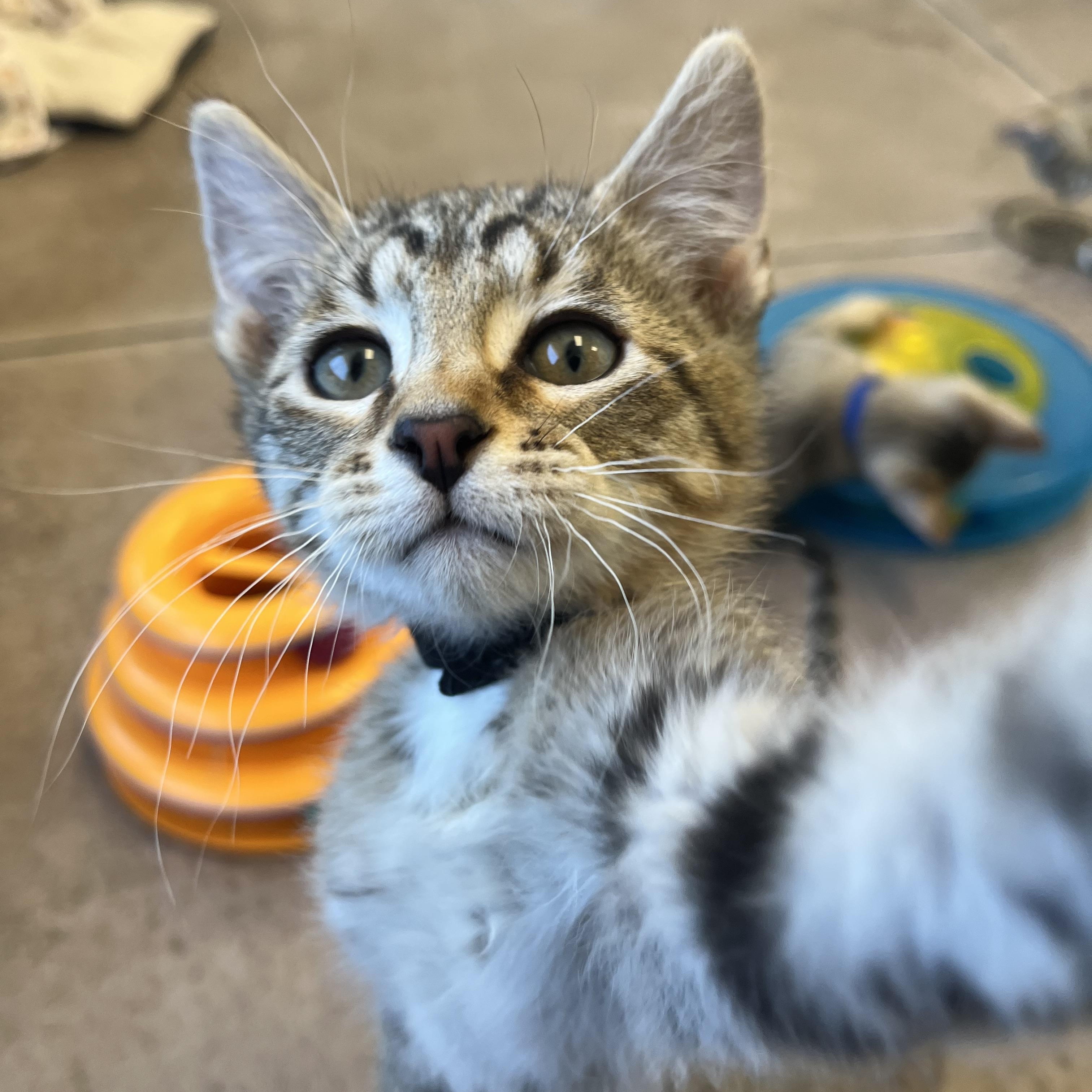 Enlarge Cannoli, an adopted mixed breed in Buena Vista, CO image 5/5