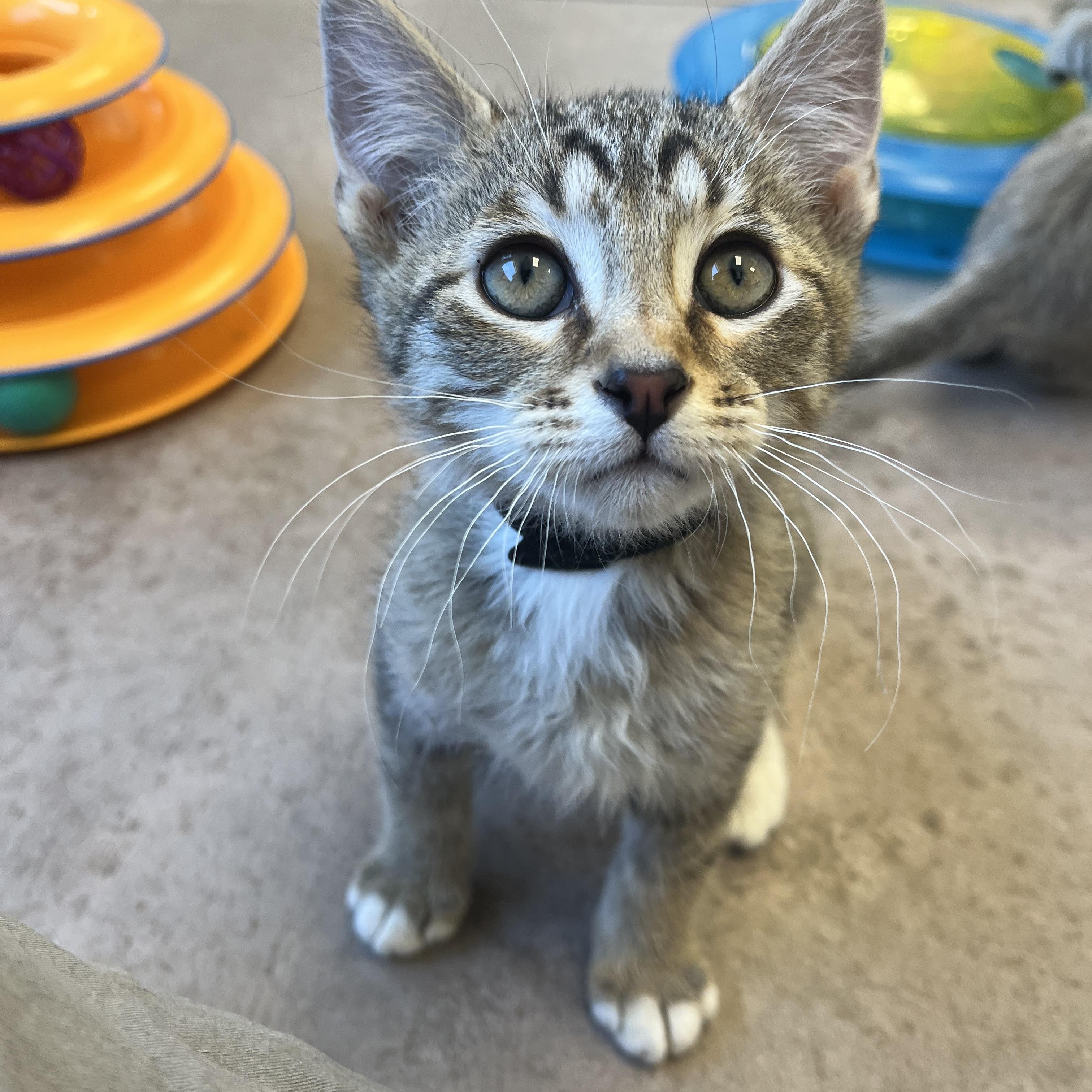 Enlarge Cannoli, an adopted mixed breed in Buena Vista, CO image 4/5