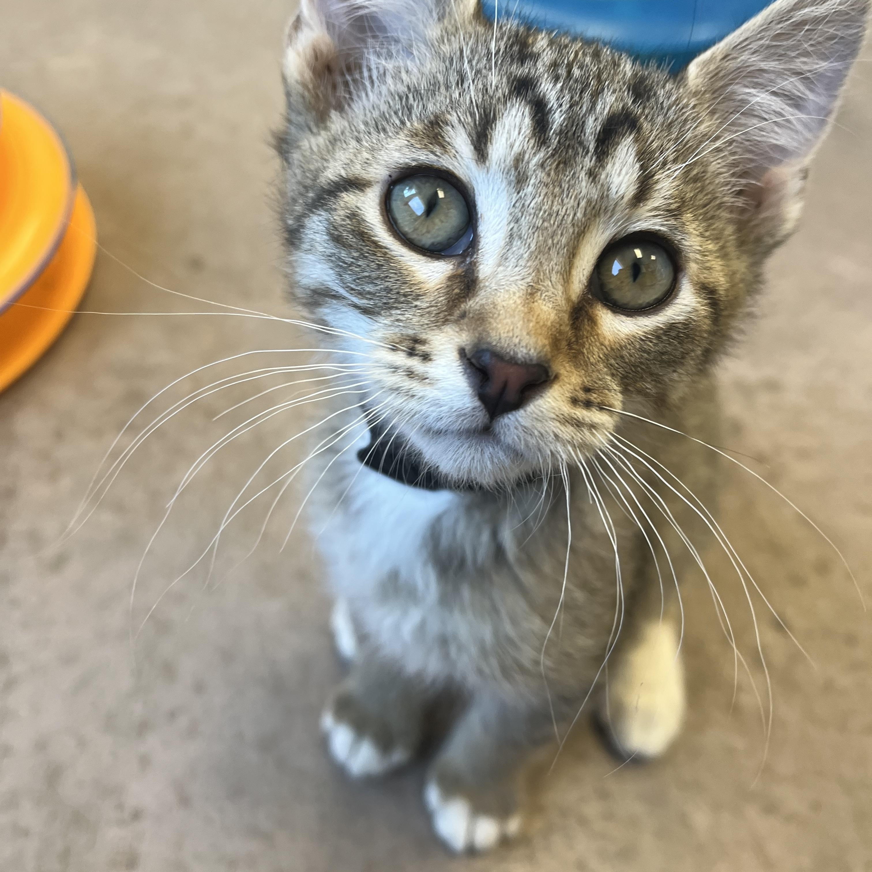 Enlarge Cannoli, an adopted mixed breed in Buena Vista, CO image 3/5