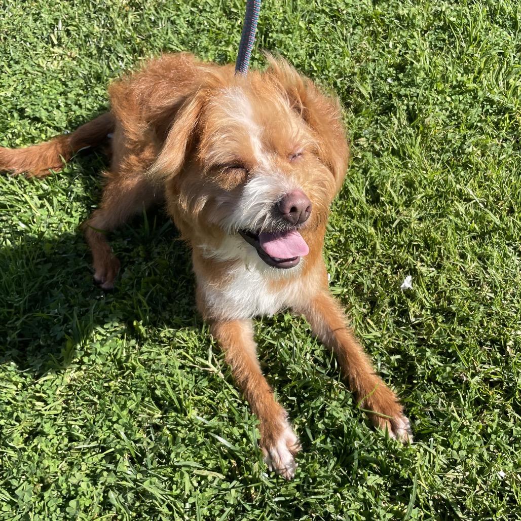 Mufasa - Chino Hills Location, Adoptable, Young Male Terrier.