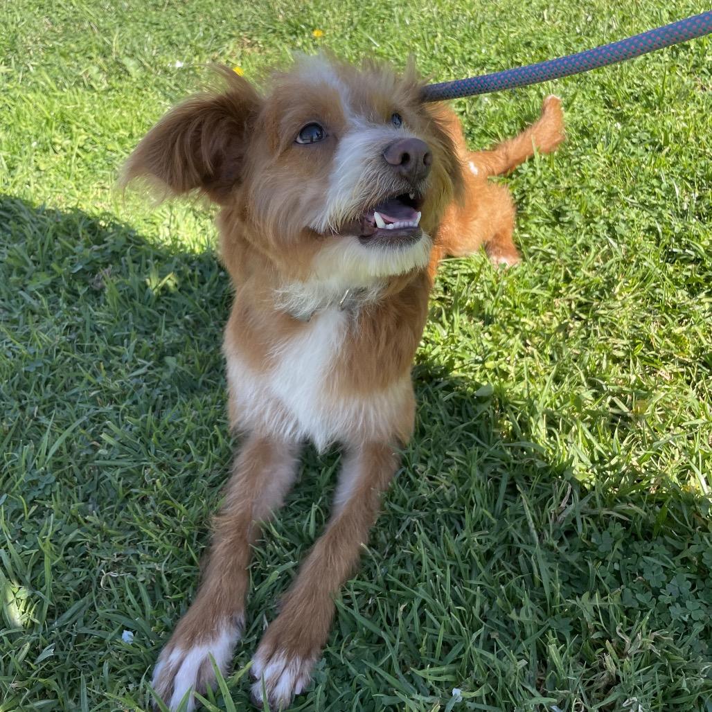 Mufasa - Chino Hills Location, a Adoptable mixed breed in Chino Hills, CA image 2/6