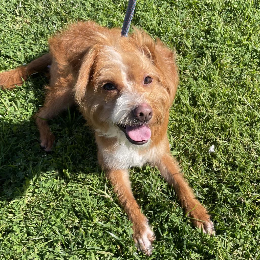 Mufasa - Chino Hills Location, a Adoptable mixed breed in Chino Hills, CA image 3/6